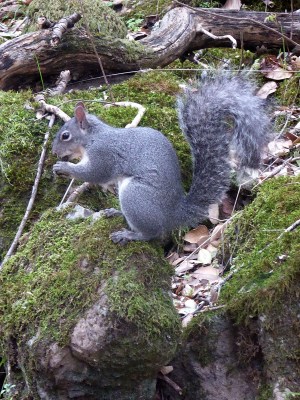 Western Gray Squirrel