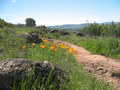Schocken Hill