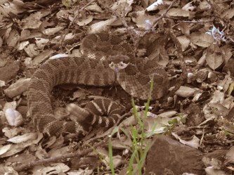 Rattlesnake