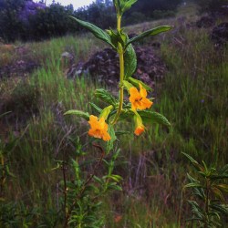 sticky monkey flower