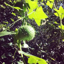 Marah fabaceus fabaceus (Wild cucumber)