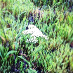 Achillea millefolium/Inland Yarrow