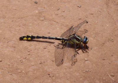 dragonfly2