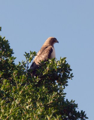 A Red-Tailed Hawk.