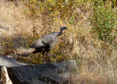 An adult wild turkey in the Red Quarry, blissfully oblivious of what most people in the US are doing today.
