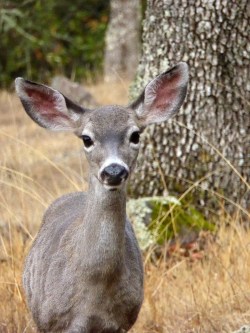 California Mule Deer