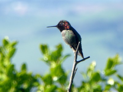Hummingbird