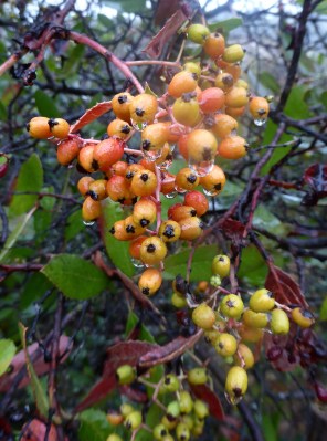 Ripening Toyon berries in the rain.