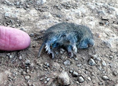 American shrew mole