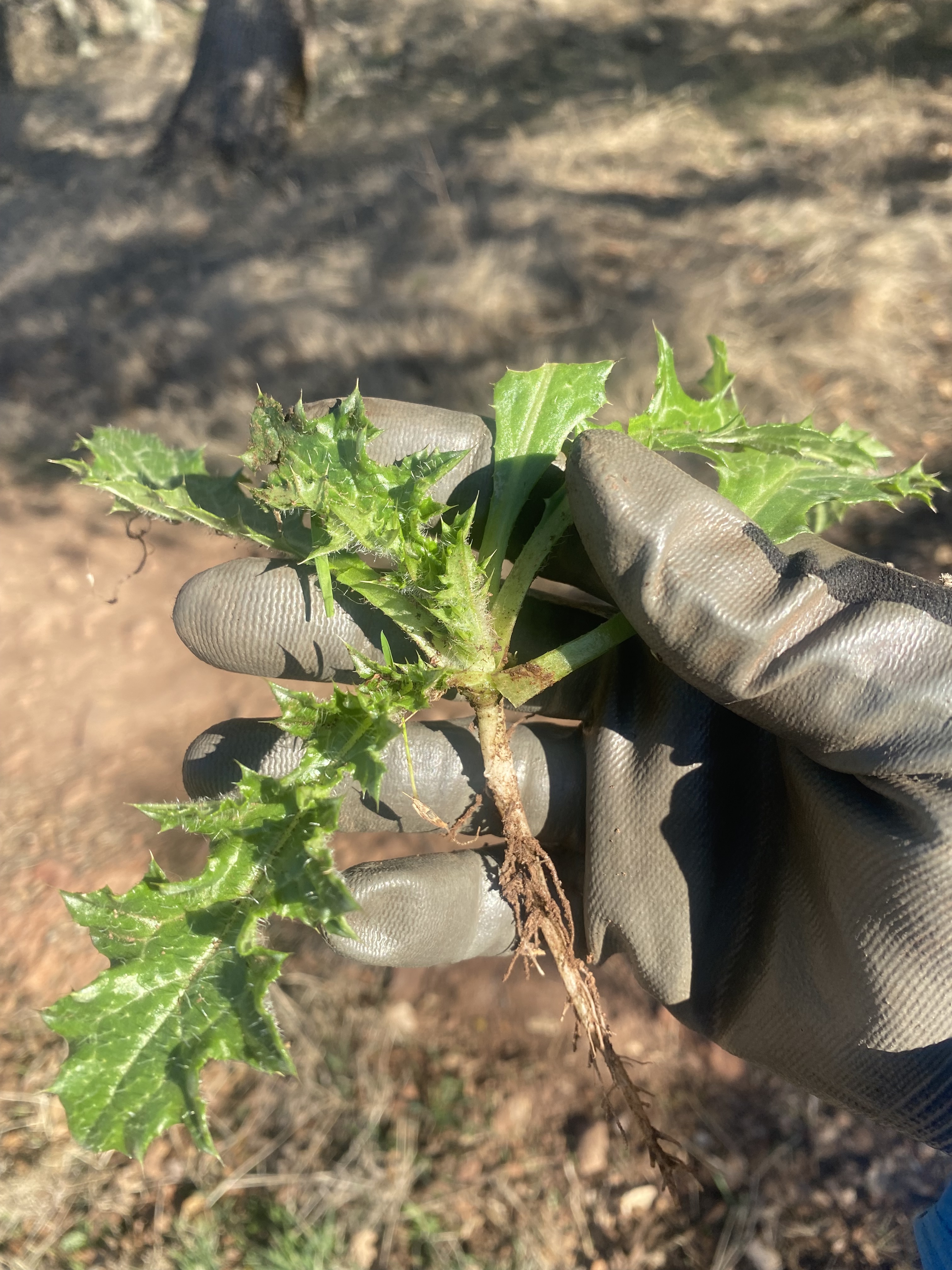Picture of an Italian thistle plant.