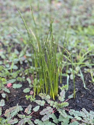 Native Grass Renewal