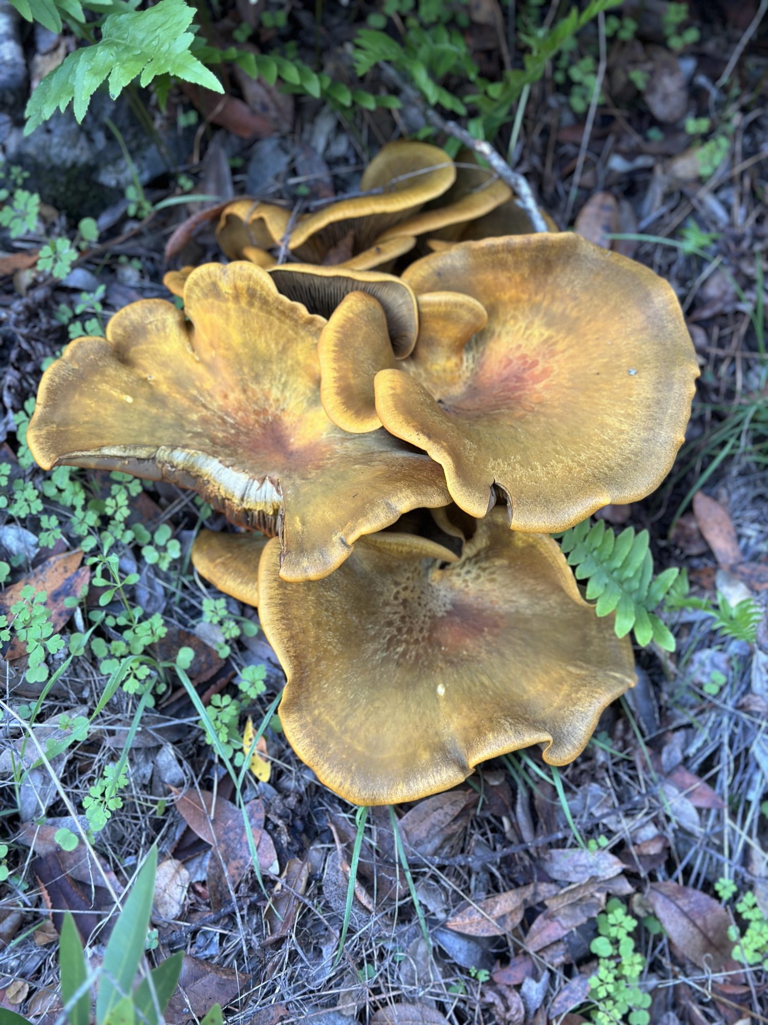 Wild mushrooms in Sonoma Valley