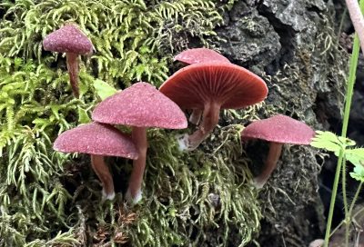 Wild mushrooms