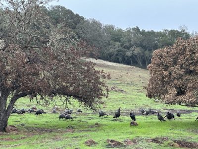 Montini Open Space Preserve