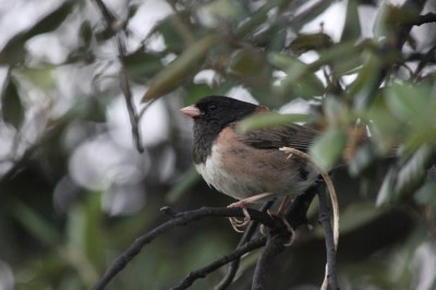 Dark-eyed junco