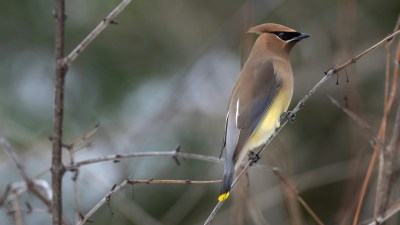 Cedar waxwing