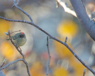 ruby-crowned kinglet